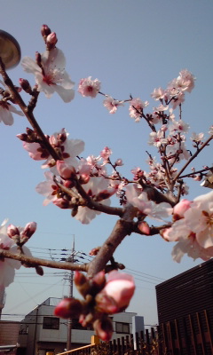 芦屋川桜祭
