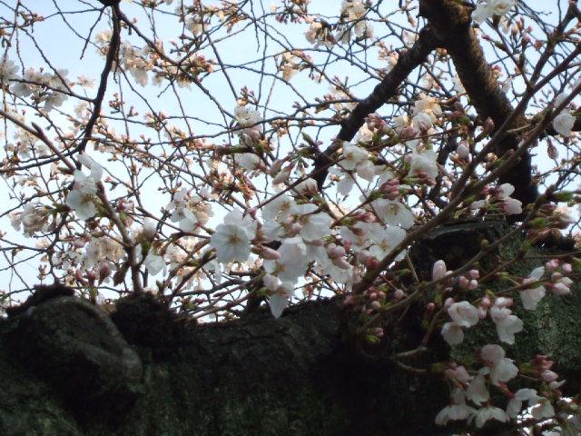 桜祭り